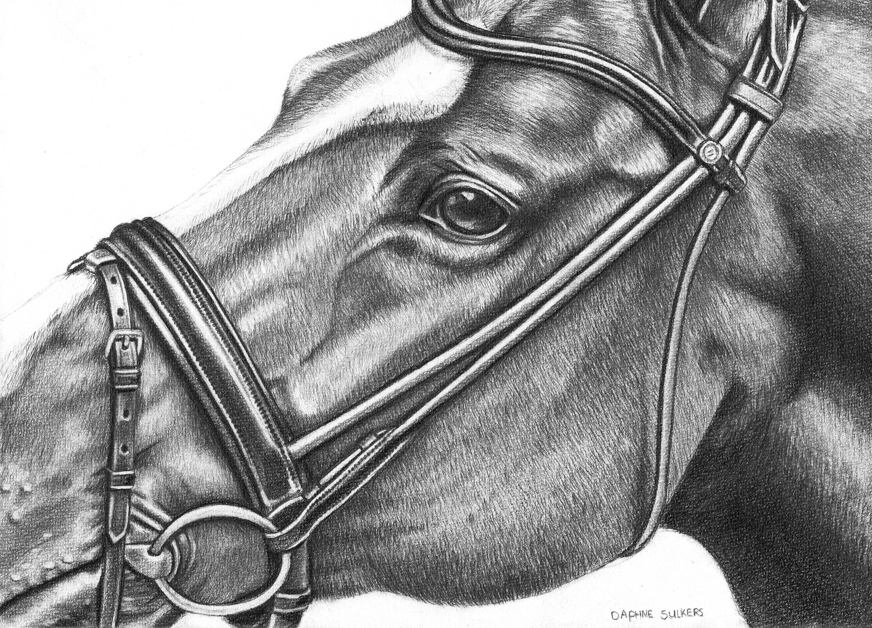 black and white horse drawings