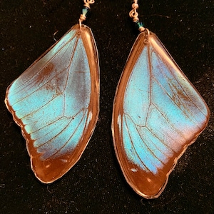 Real Butterfly Wing Earrings