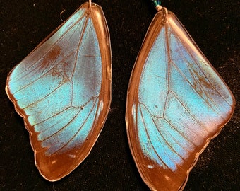 Real Butterfly Wing Earrings
