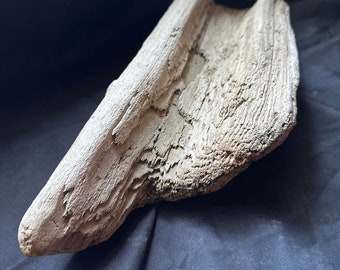 Hollow middle natural freshwater driftwood chunk