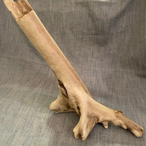Free standing, driftwood root. Clean, natural and unique!