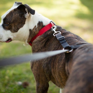 No-pull dog leash instantly stops your dog from pulling. No training required image 3