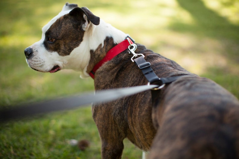 No-pull dog leash instantly stops your dog from pulling. No training required image 3