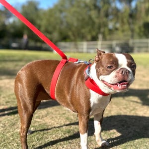 May include: A brown and white Boston Terrier dog wearing a red harness and leash, standing on a patch of brown grass.