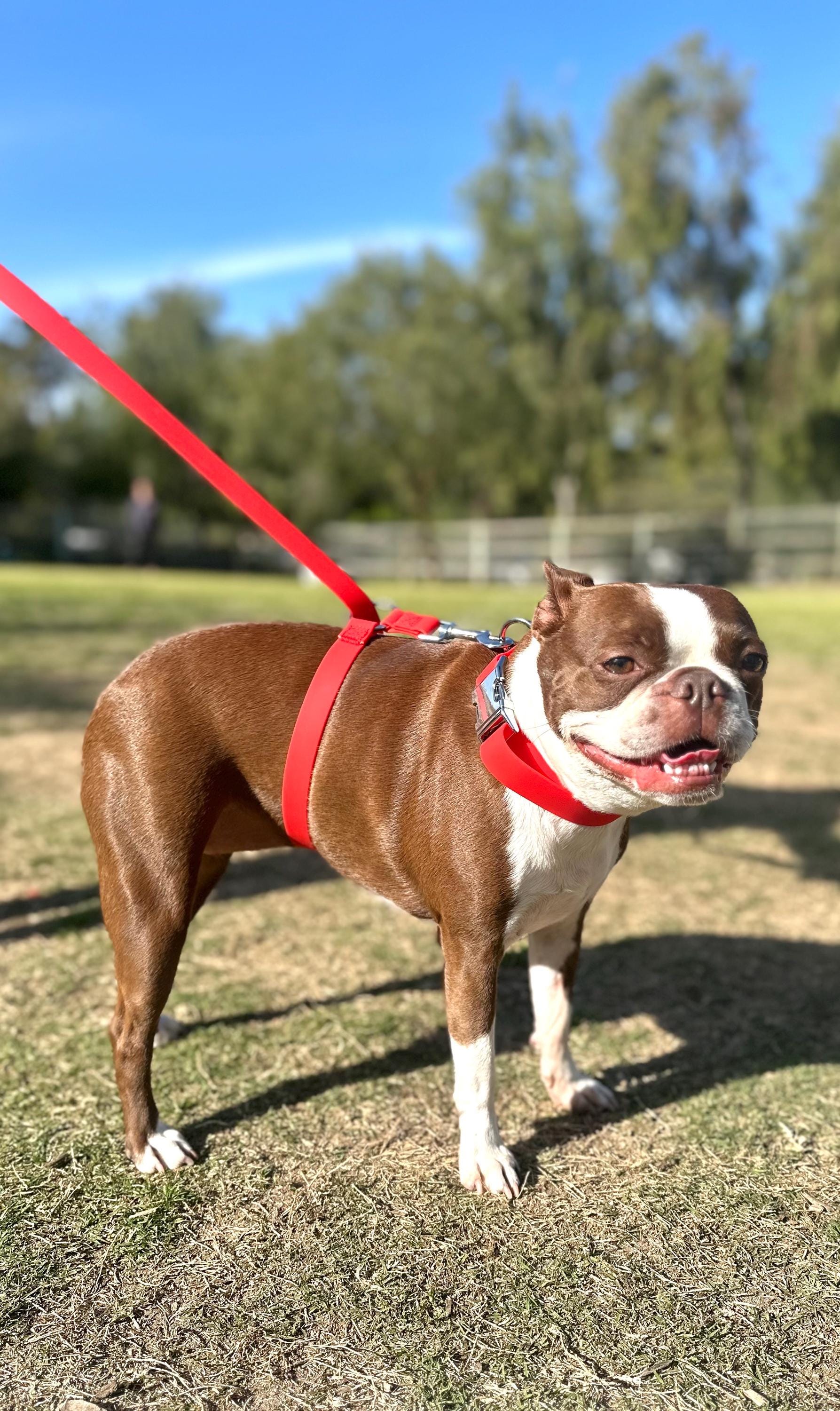 No pull dog leash discount