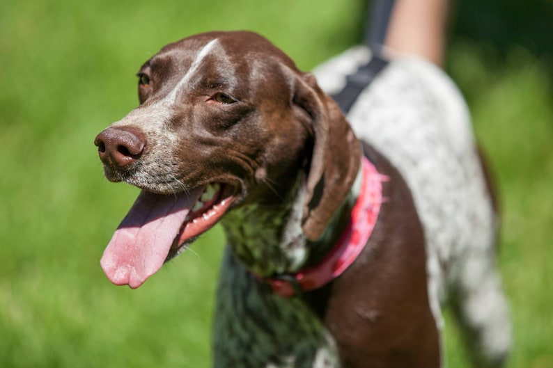 No-pull dog leash instantly stops your dog from pulling. No training required image 9