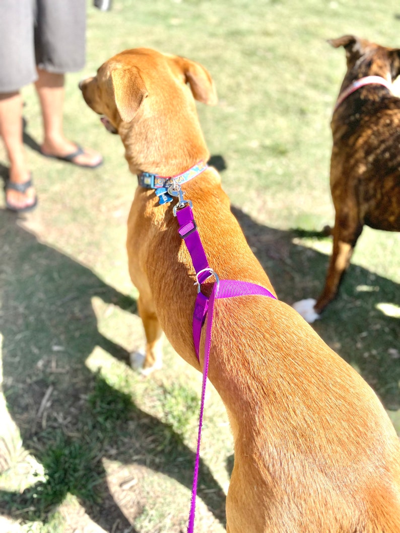 No-pull dog leash instantly stops your dog from pulling. No training required image 1