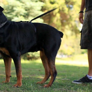 No-pull dog leash instantly stops your dog from pulling. No training required image 5