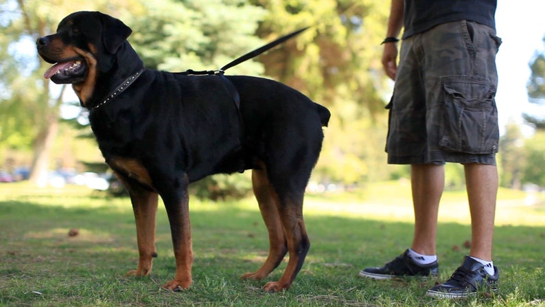 No-pull dog leash instantly stops your dog from pulling. No training required image 5