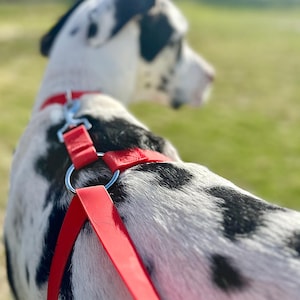 May include: A black and white dog wearing a red harness and lead. The dog is looking to the right of the image.