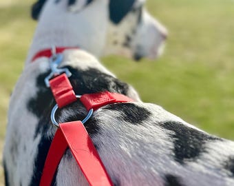 Stop large dogs from pulling! (30 lbs. and Up)