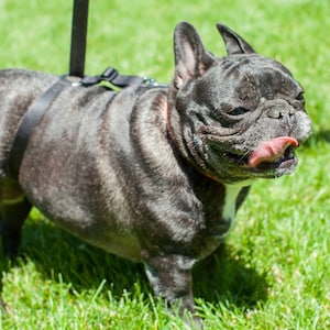 No-pull dog leash instantly stops your dog from pulling. No training required image 7