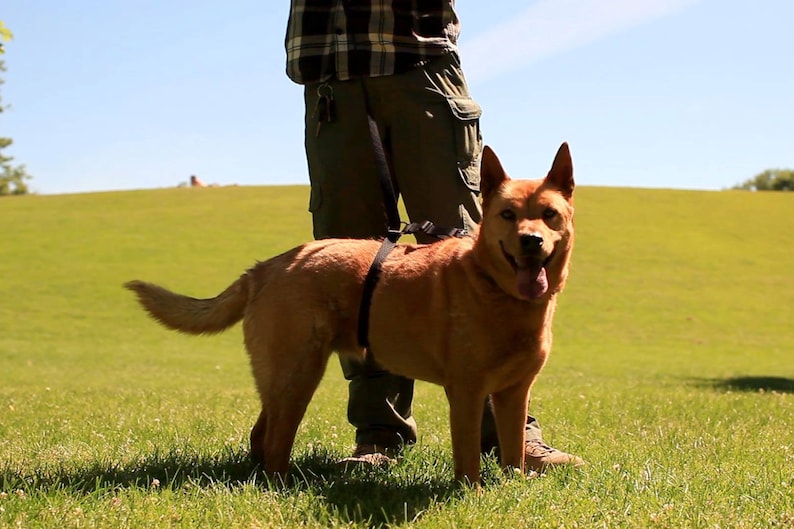 No-pull dog leash instantly stops your dog from pulling. No training required image 8