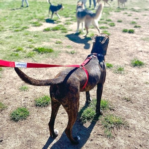 No-pull dog leash stops dogs from pulling