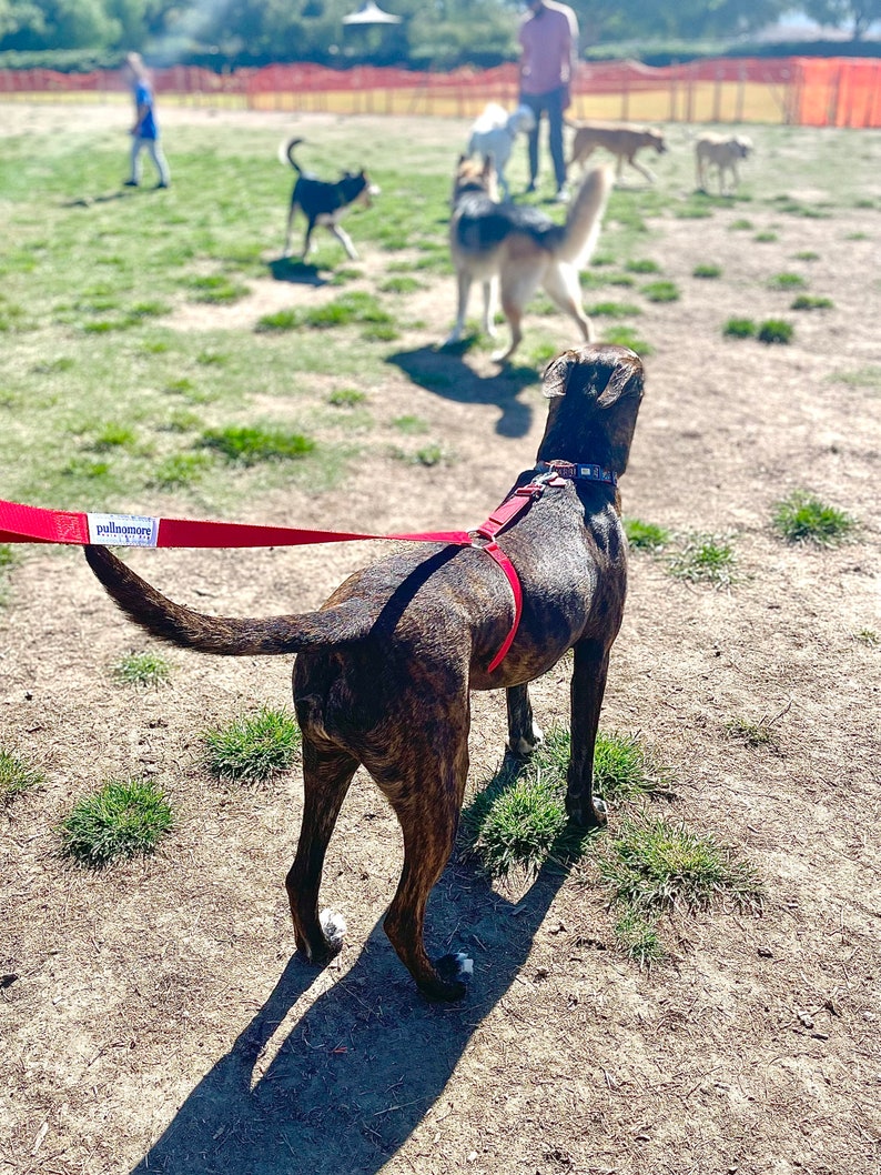 No-pull dog leash stops dogs from pulling image 1