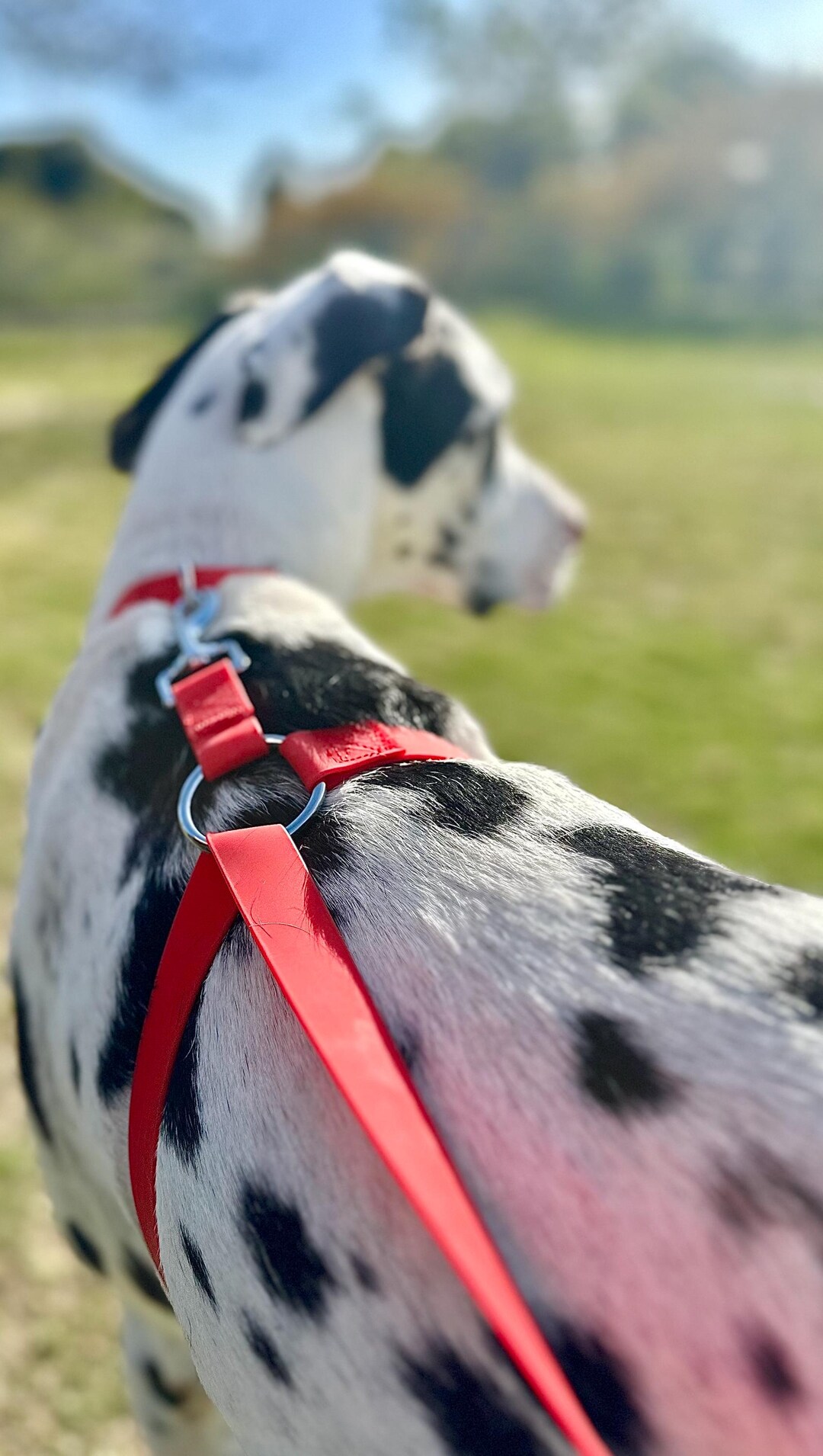 Dalmatian Deaf Dog Aggression Stop My Dog From Pulling (large Dogs