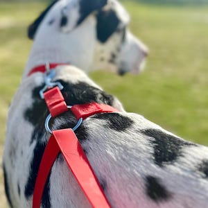 May include: A black and white Dalmatian dog wearing a red harness and lead. The dog is standing on a grassy field.