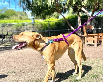 No-Pull dog leash stops your dog from pulling, instantly!