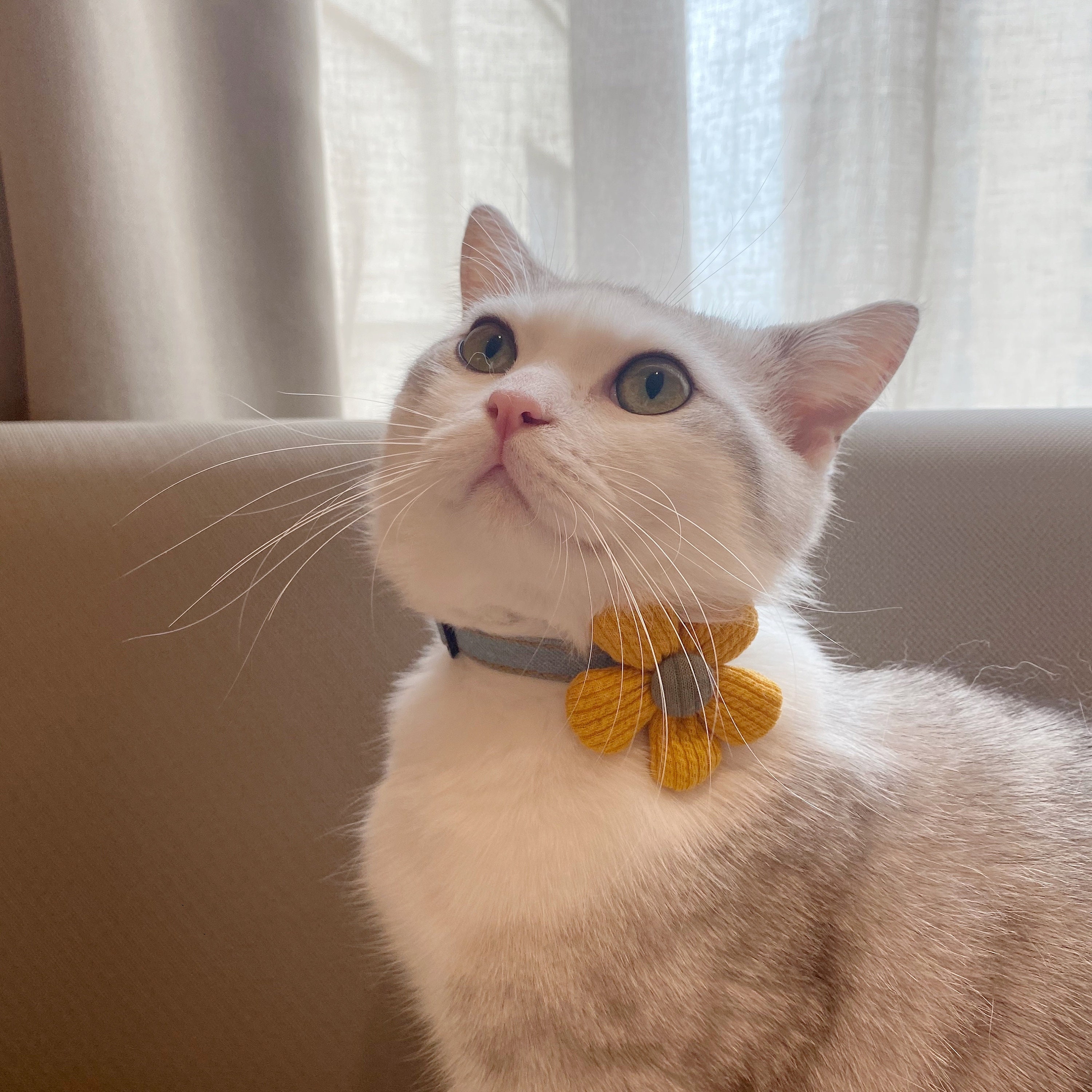 kitten flower collar