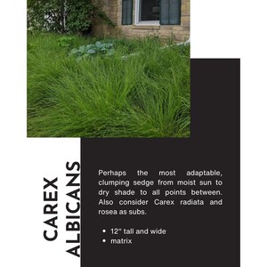 Shade Plants for Lawn Conversion image 3