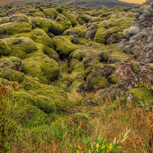 Lava fields of Iceland, draped in vibrant green moss, create a mesmerising landscape that epitomises the country's unique natural beauty.