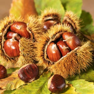 May include: Close-up of chestnuts in their spiky husks, with some chestnuts scattered on green and yellow leaves. The chestnuts are a rich brown color, and the husks are a golden brown.
