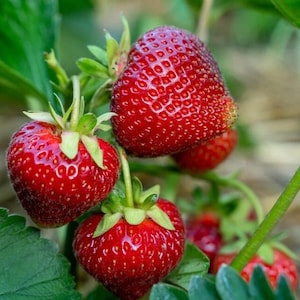 5 Cabot Strawberry Roots for Planting, Live Bare Root Berry Plants, Large Fruit Garden Variety, Perennial Outdoor Plant