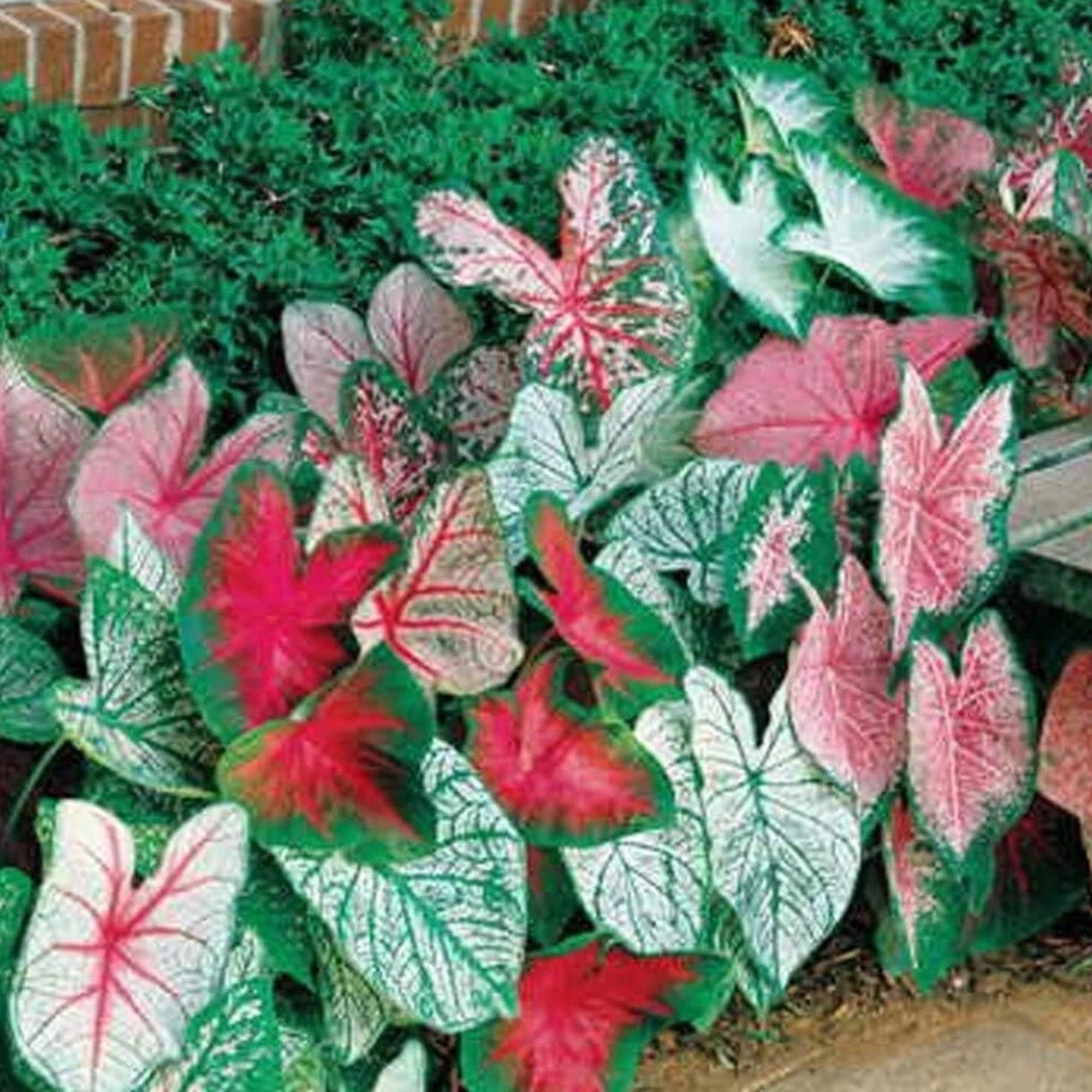 10 Mixed Caladium Bulbs Colorful Tropical Foliage Garden Easy Grow ...