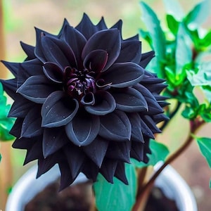 Black Dahlia Plant - Etsy