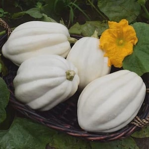 May include: Four white acorn squash in a woven basket, with a bright yellow flower and green leaves. The squash have ribbed sides and a light green stem. The basket is brown and the background is green.
