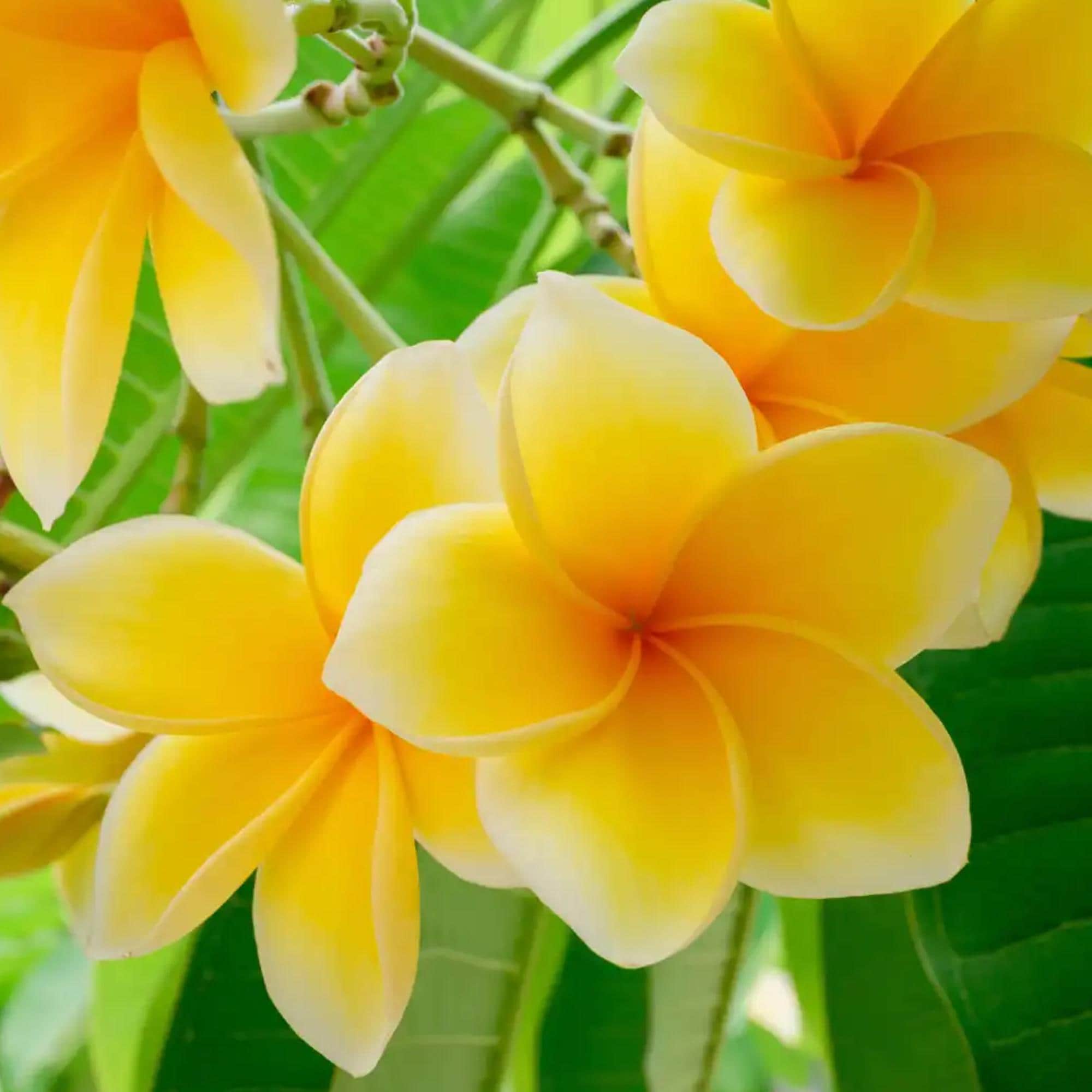 Yellow Plumeria - Etsy