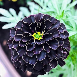 May include: Close-up of a dark purple flower with layered petals and a yellow and green center. The petals have a white outline, and the flower is surrounded by green foliage. The flower is in full bloom.