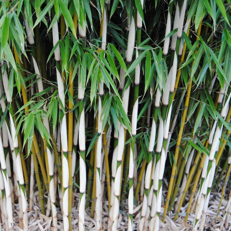 Fargesia Robusta - Etsy