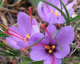 5 Saffron Crocus Bulbs Crocus Sativus Purple Flower Garden Plant Easy Grow Blooms