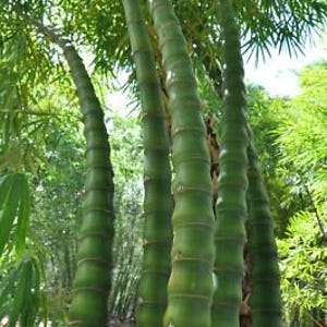 May include: A cluster of tall, green bamboo stalks with segmented stems, reaching upwards towards the sunlight. The image captures the natural texture and color variations of the bamboo, with a backdrop of lush green foliage.