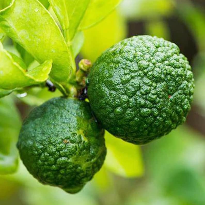 Fragrant Lead Tree 10 Kaffir Lime Seeds, Citrus Hystrix Tree Seeds, Fragrant Leaf Citrus ...