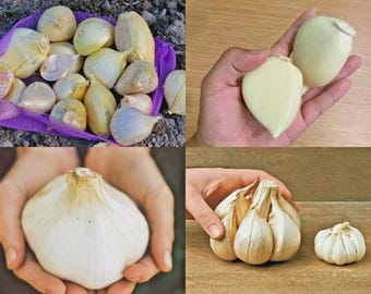 Elephant Garlic Corms Large Heirloom Garlic Bulbs Garden Vegetable Plant Easy Grow