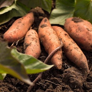 May include: Close-up of several freshly harvested sweet potatoes, with their reddish-orange skin, partially covered in soil. The sweet potatoes are surrounded by dark soil and green leaves, suggesting a garden setting.
