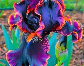 Fredclarkeara After Dark 'SVO Black Pearl' Orchid Hybrid Black