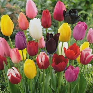 May include: A vibrant display of tulips in various colors, including yellow, pink, red, purple, white, and black. The flowers are in full bloom, with green stems and leaves, creating a colorful garden scene.