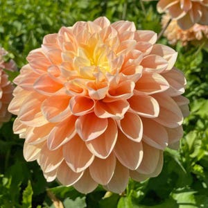 May include: A close-up of a fully bloomed dahlia flower. The flower has layers of soft peach-colored petals with a bright yellow center. The petals are arranged in a spiral pattern, creating a full, rounded shape. Green foliage is visible in the background.