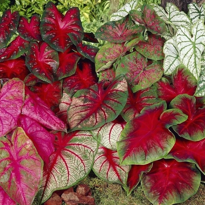 10 Mixed Caladium Bulbs Colorful Tropical Foliage Garden Easy Grow ...
