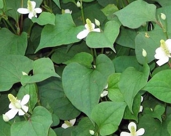 300 Fish Mint Seeds Houttuynia Cordata Edible Herb Ground Cover Garden Plant Easy Grow