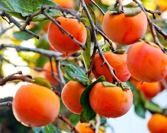 1 Live Fuyu Persimmon Tree Up To 2 Ft Tall Fruit Garden Plant Easy Grow