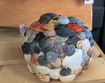 Zucca di mare