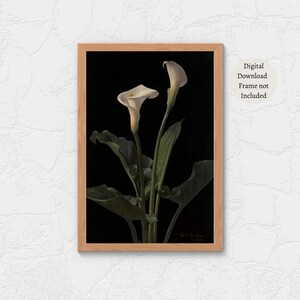 Calla Lily Flower Art Print, Flower Wall Art, Flower Print, Floral Print, White Lily, Black Background, Watercolor FLower Printing,Botanical