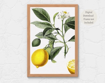 Lemon Botanical Art Print: Vintage Kitchen Decor (Digital Download)
