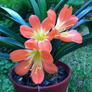 Two Clivia Miniata plants, rare crosses, 3+ years old with ~5+ leaves, will have beautiful flowers