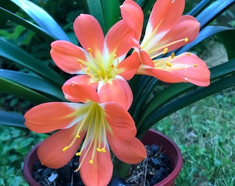 Two Clivia Miniata plants, rare crosses, 3+ years old with ~5+ leaves, will have beautiful flowers