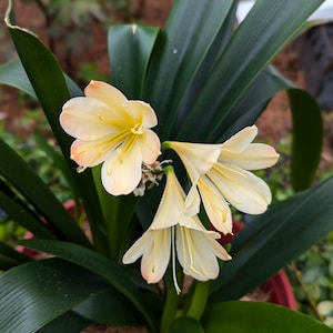 One Clivia Miniata Plant, &quot;Gloria&quot;, Blushed Yellow Flowers.